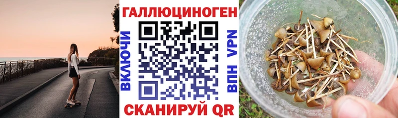 Псилоцибиновые грибы MAGIC MUSHROOMS  сколько стоит  Буйнакск 